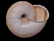 Tabella Chilostoma cingulatum (studer, 1820 )